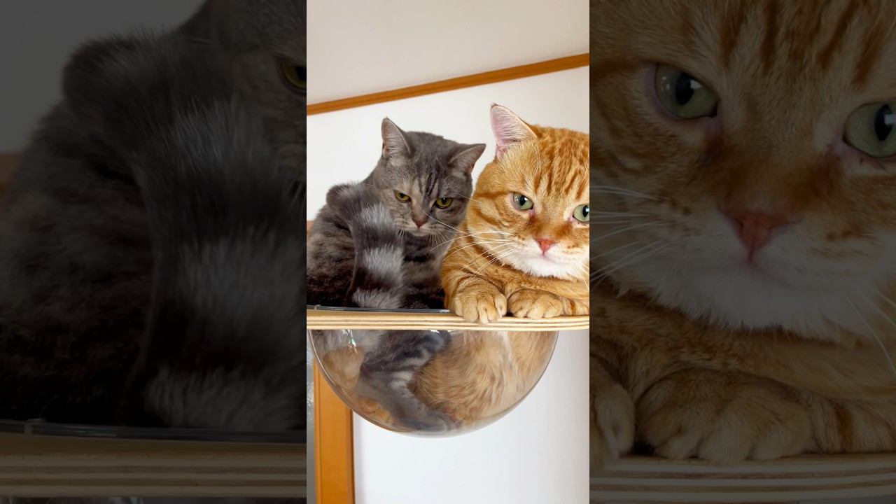 お兄ちゃんのことを好きすぎる妹猫 #猫 #マンチカン #shorts