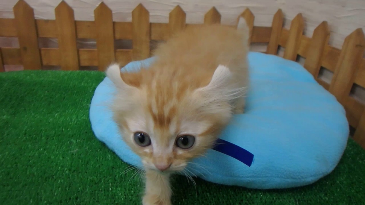 333766 アメリカンカール