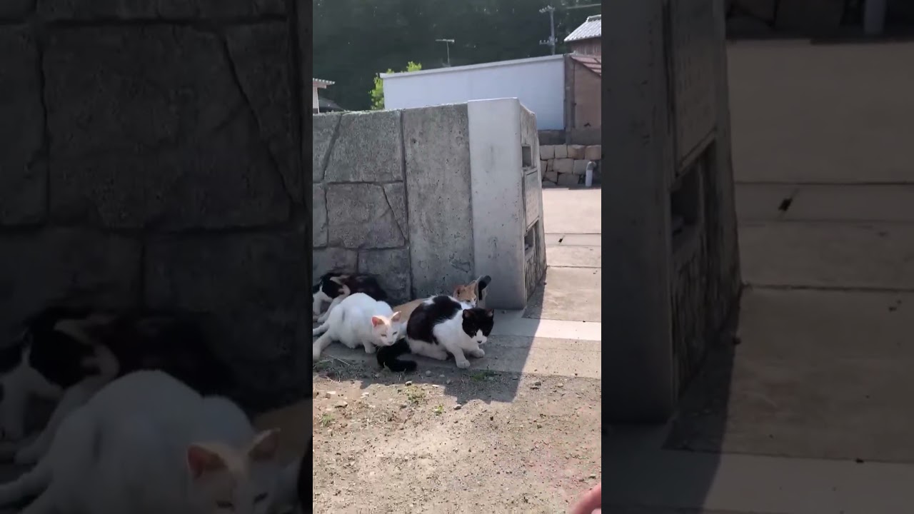 【猫動画】猫島の猫さんと遊びました③♯猫#cat ♯猫島＃岡山♯可愛い#shorts
