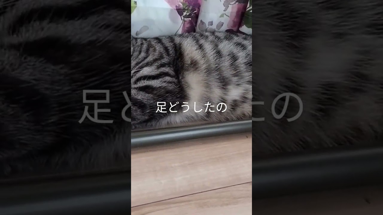 猫アメリカンカール#ショート
