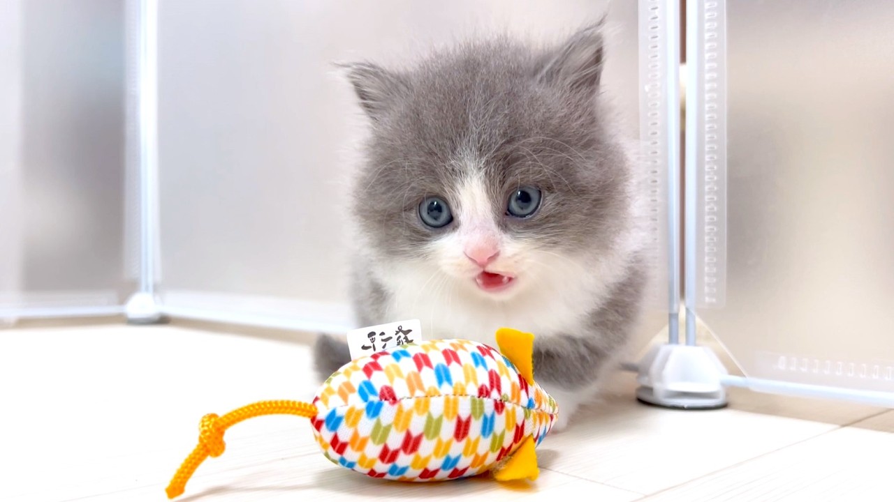 【マンチカンの子猫】ネズミを嗅いだ子猫のリアクションが完全に臭いやつの件 ～猫のいる生活Vol.982～出産動画 マンチカン短足・ミヌエット・ペルシャ猫専門ブリーダー『ペット蔵人』【子猫の成長記録】