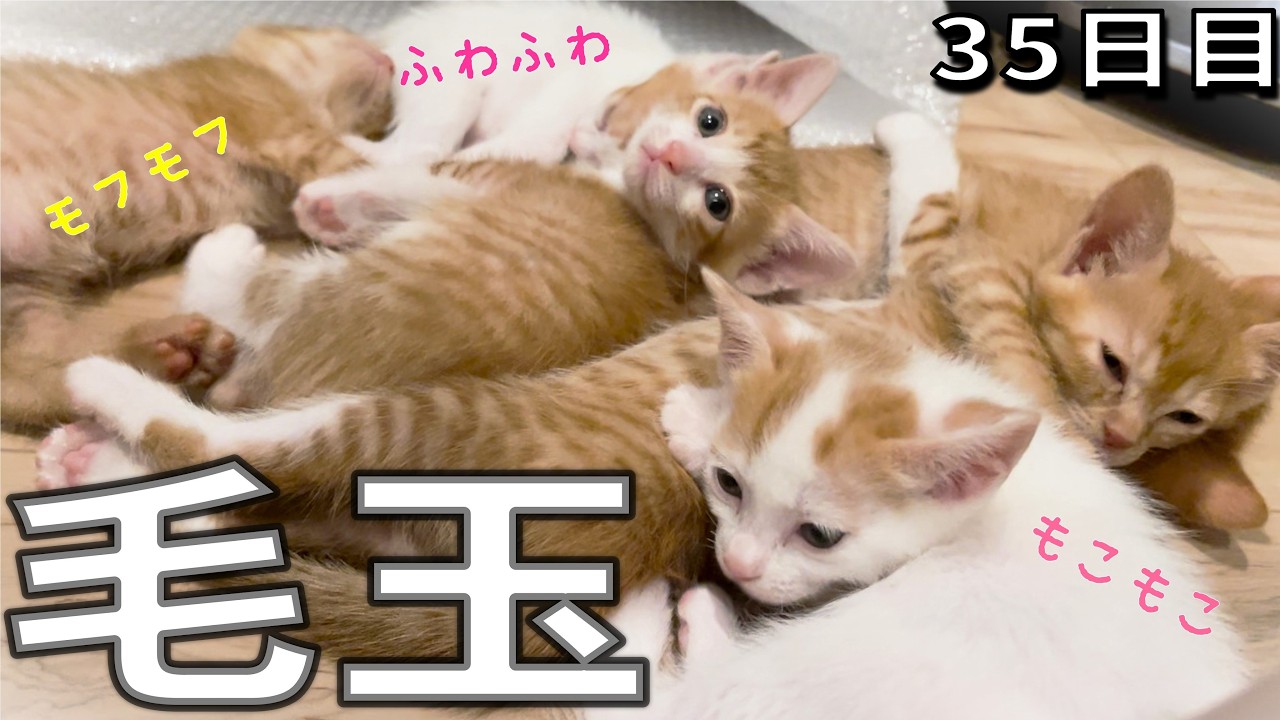 最高のふわふわ感！いつも一緒に寝る6匹の子猫たち【35日目】