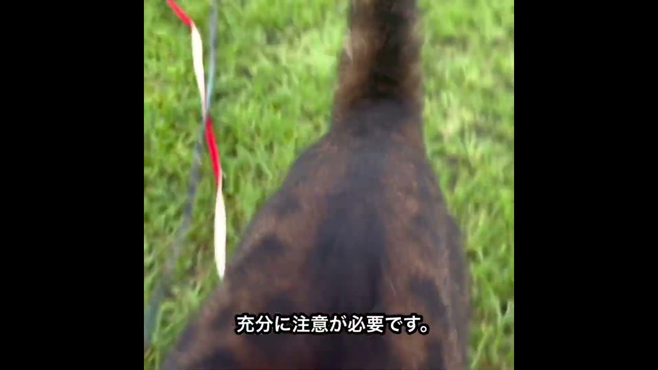 No.0740【ベンガル猫のお散歩】ショートバージョンPart2