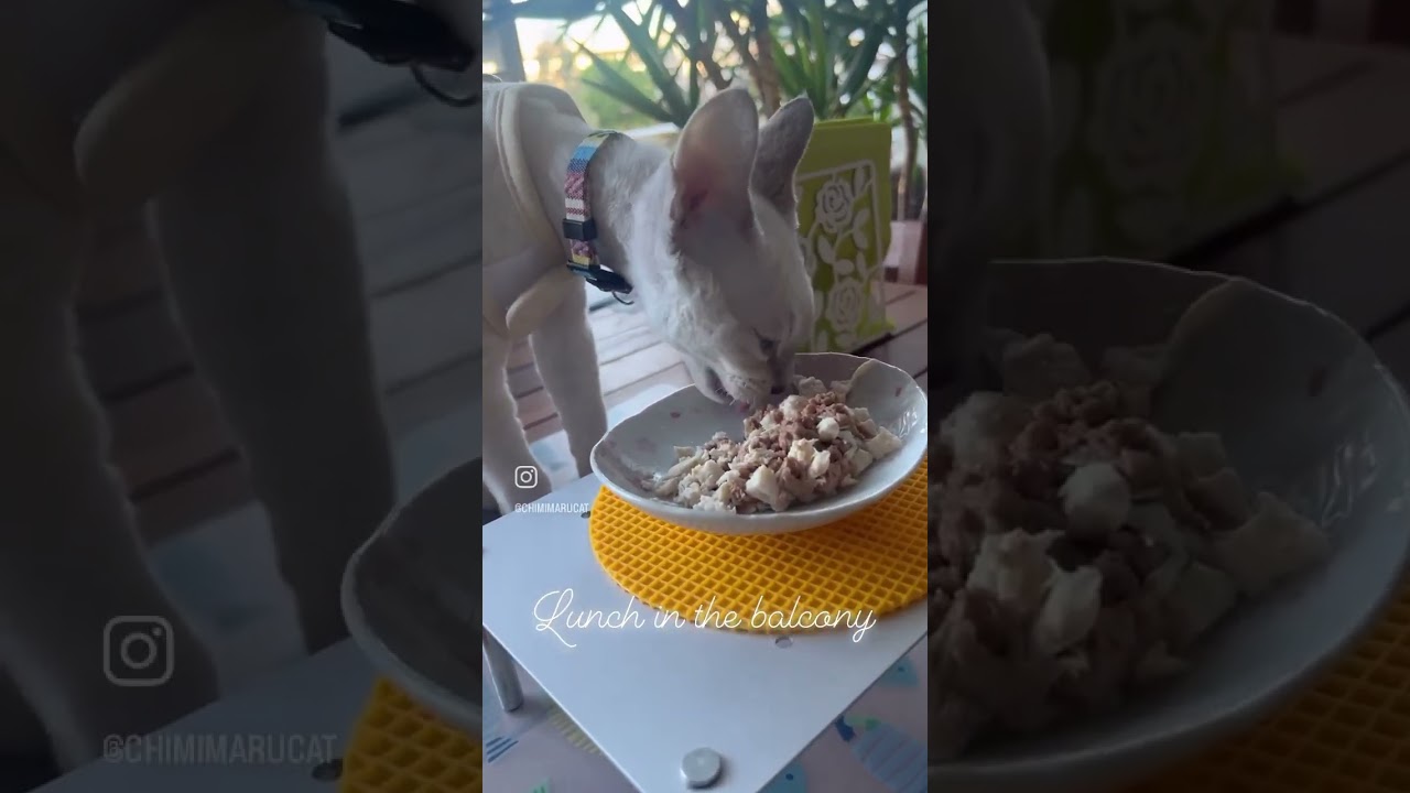 Devon Rex Cat - A Heartwarming Lunch on the Balcony😺🙂休日は、一緒にベランダでランチ😺🙂
