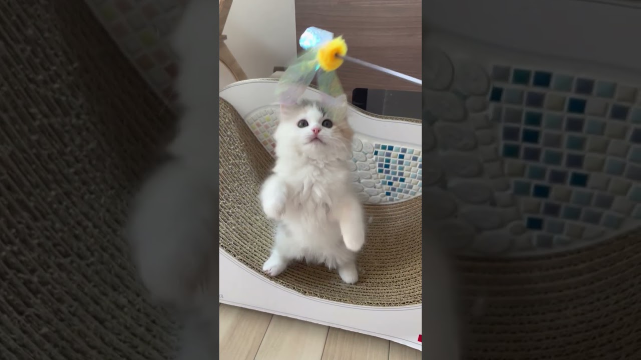 マンチカン 綺麗なお顔の女の子︎💕︎