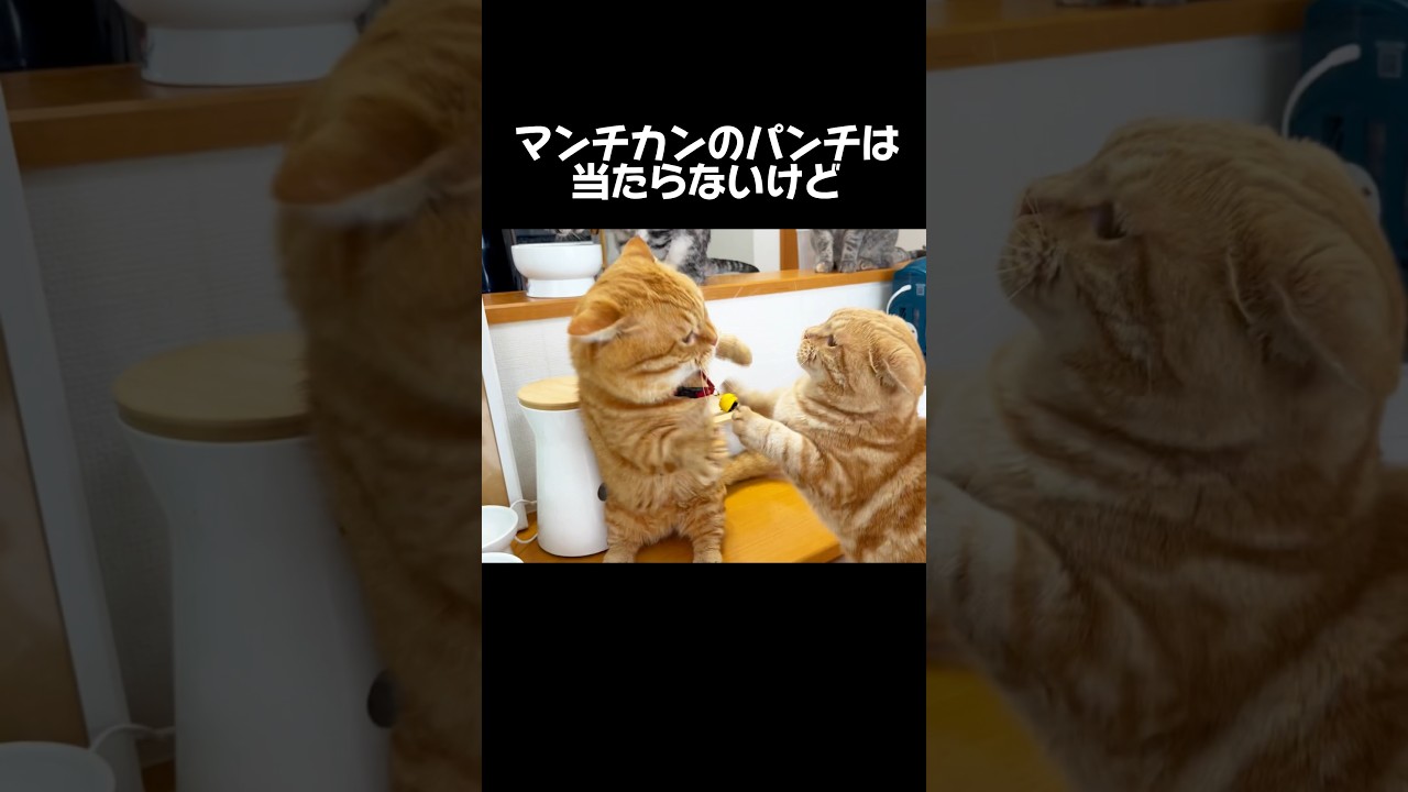 マンチカンのパンチは当たらないけど... #猫  #マンチカン #shorts