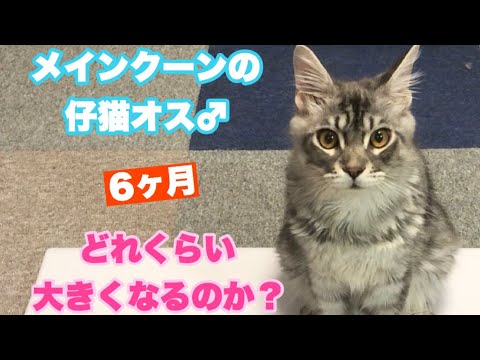 【メインクーン】【カイ】もふもふ子猫のオス6ヶ月はどれくらい大きくなるの？No.122　How many kilograms do the 6-month Maine Coon weigh?