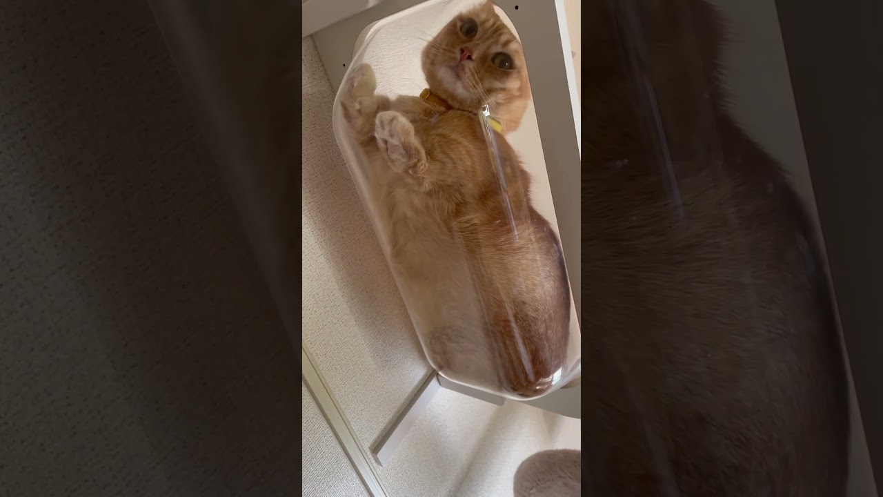 全部お昼寝の邪魔でごめんなさいᓚᘏᗢ#cat #マンチカン短足 #猫のいる暮らし #ねこ #shorts