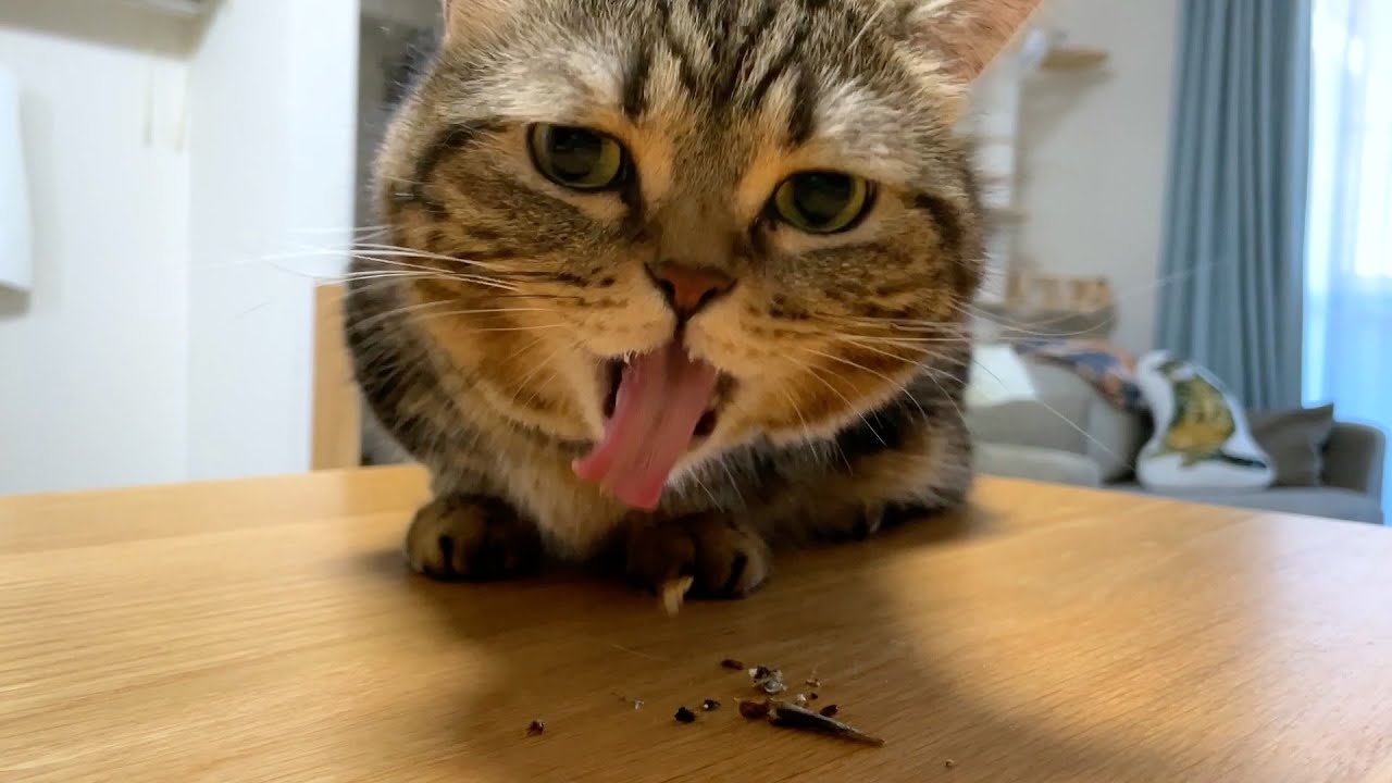 にぼしを丸かじりするのが下手くそな猫が可愛すぎたw