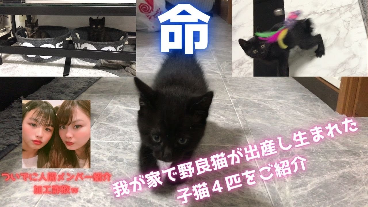 【シャム猫風の野良猫保護したら出産】子猫４匹のご紹介&もふもふ王国人間メンバー紹介
