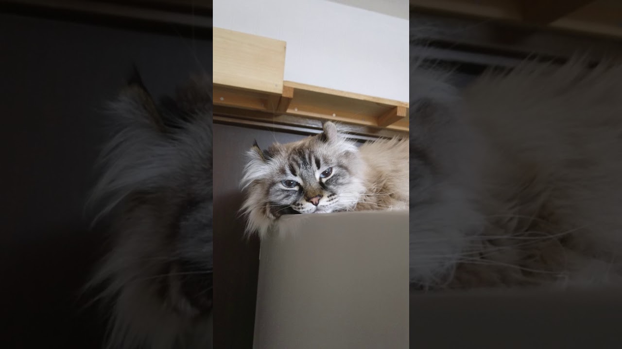 静止画像ではなかったアメリカンカールのチコ。#shorts