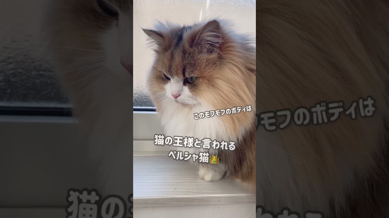 ミヌエットってどんな猫？ #ミヌエット #ラグドール #cat #shorts
