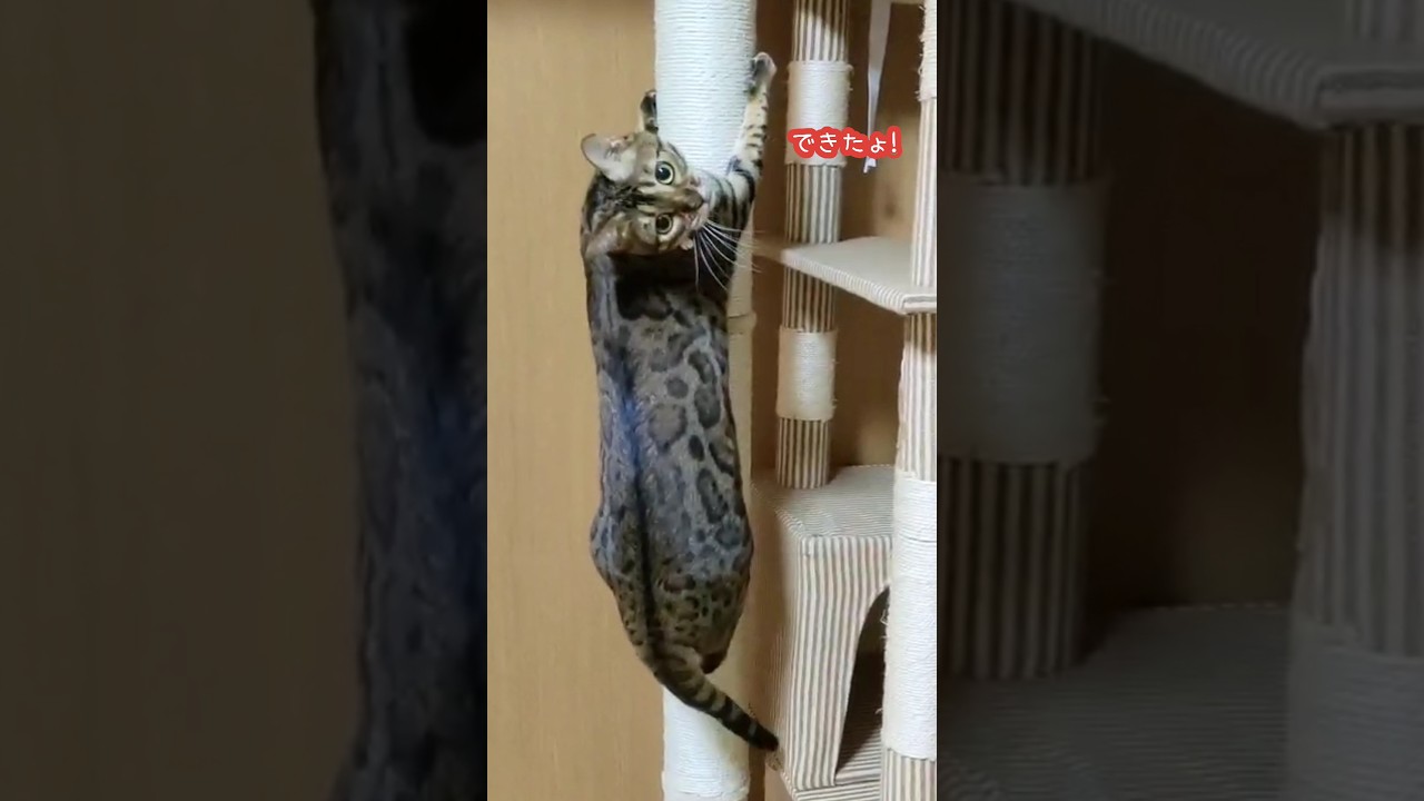 わがままボディなベンガル猫ベル😽#shorts