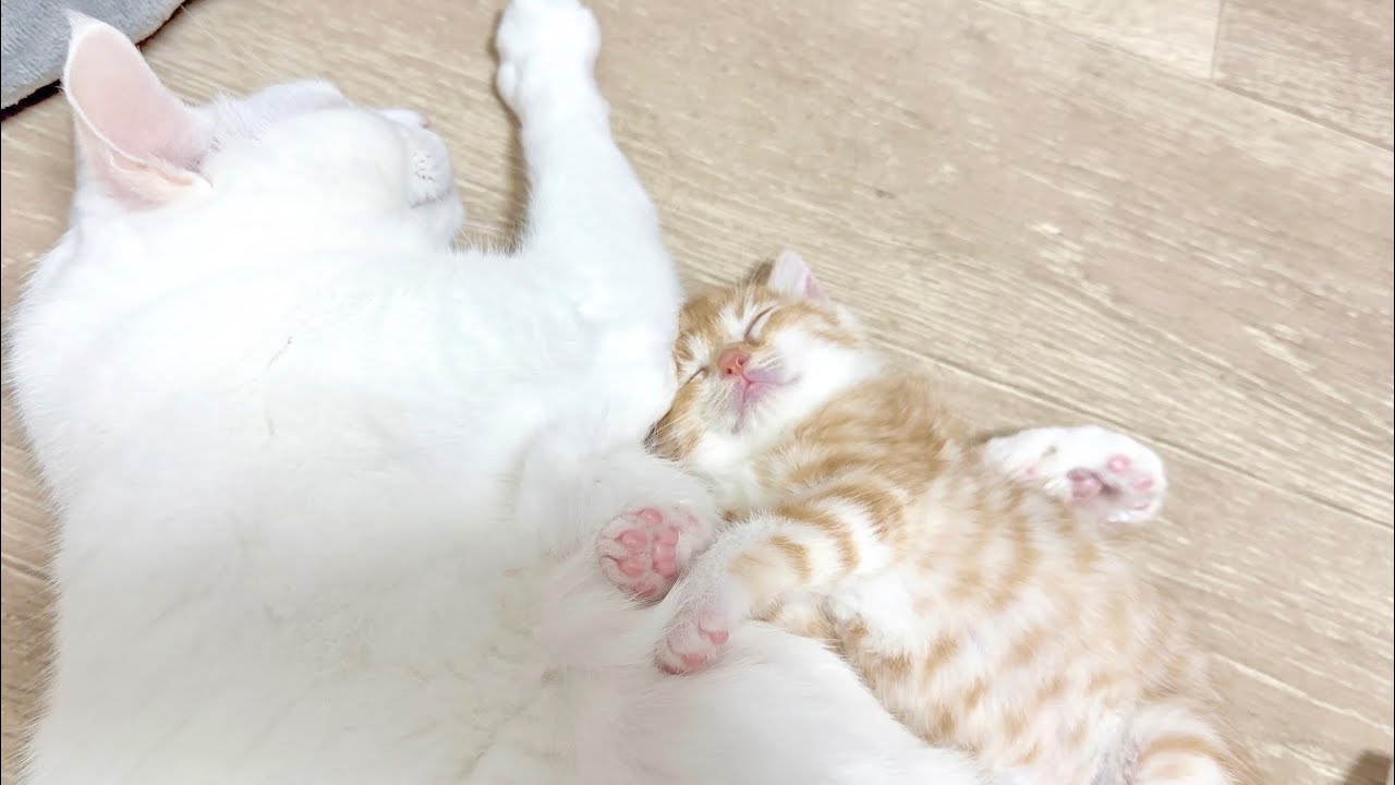 先住猫に腕枕されて眠る子猫【かぐ告兄妹日記#17】Kitten sleeping in the arms of an older cat.