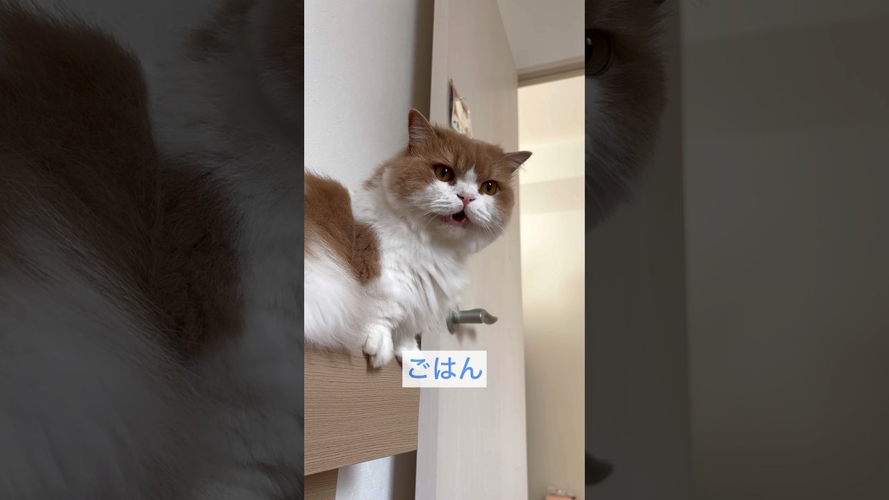 うちの猫の朝の起こし方☀️#shorts #munchkin #cat #猫のいる暮らし #猫のいる生活 #猫 #猫好きさんと繋がりたい #マンチカン#ねこ