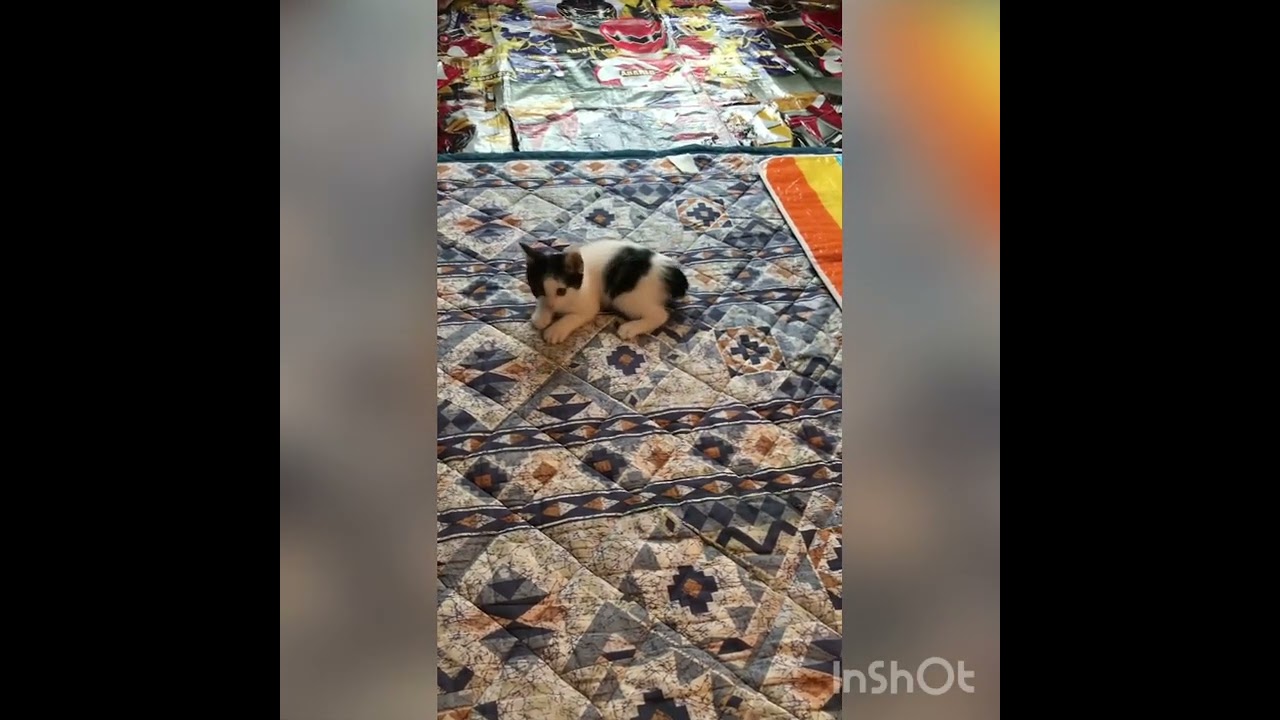 うちにきたばかりの子猫「初めての獲物つかまえたにゃ」