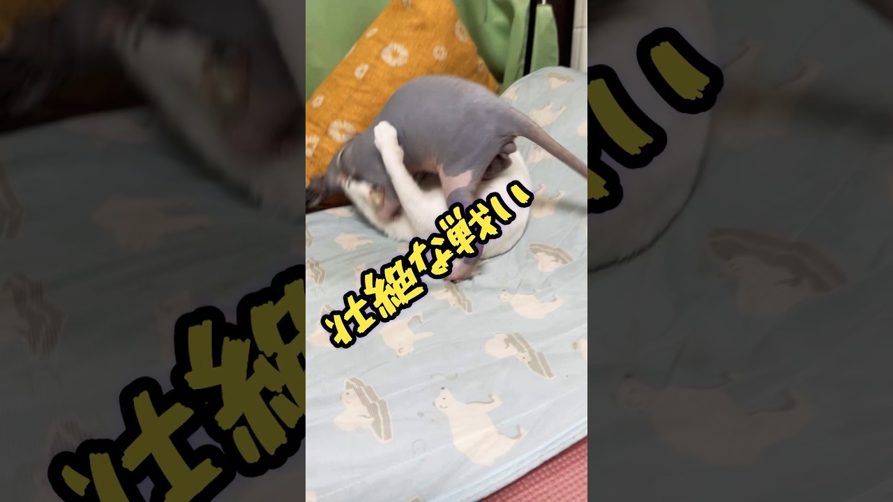 スフィンクス猫chaiについての雑学#shorts #猫 #cat #sphynx