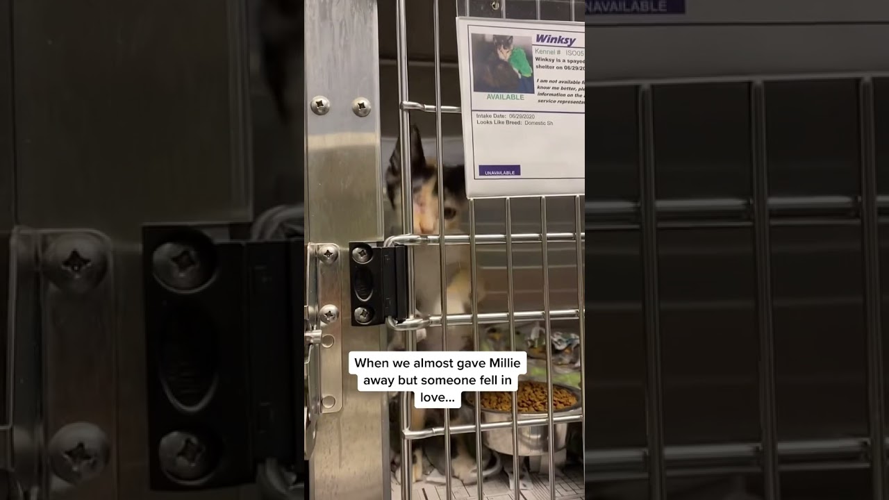 This love story will melt your hearts ❤️ #shorts