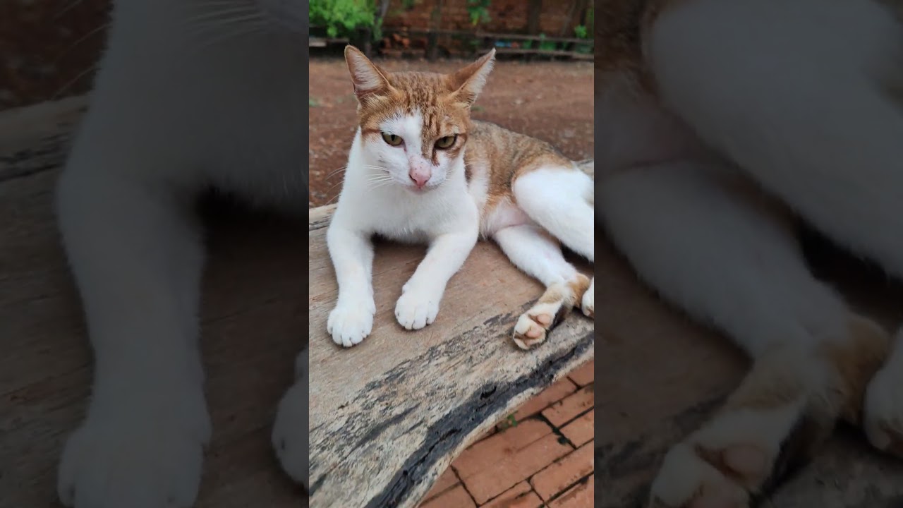 #manxcat #catcute #viral #youtubeshorts #subscribe #shortsfeed #animals #share #funny #fypシ゚viral