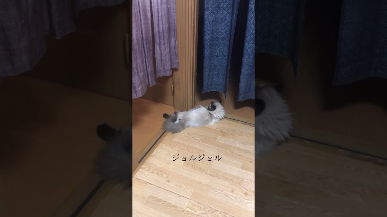 【ヒマラヤンのジョルノ】返事は大体尻尾で🤚#ヒマラヤン #猫
