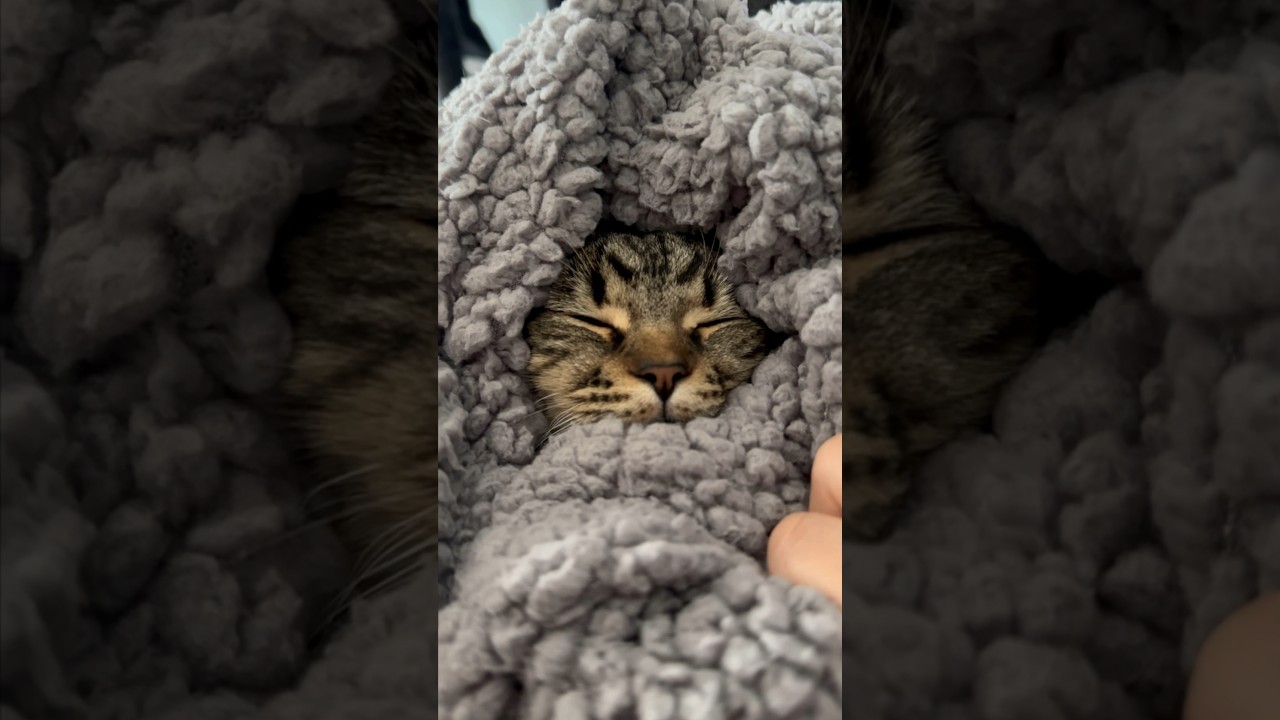 【猫動画】子猫を毛布で包んだら可愛すぎて大優勝した‼︎笑 #shorts
