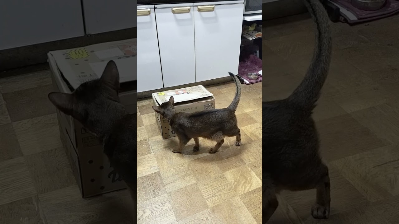 ネコ動画あび#3875　#shorts　#あび #ねこ #ネコのあび #猫動画
