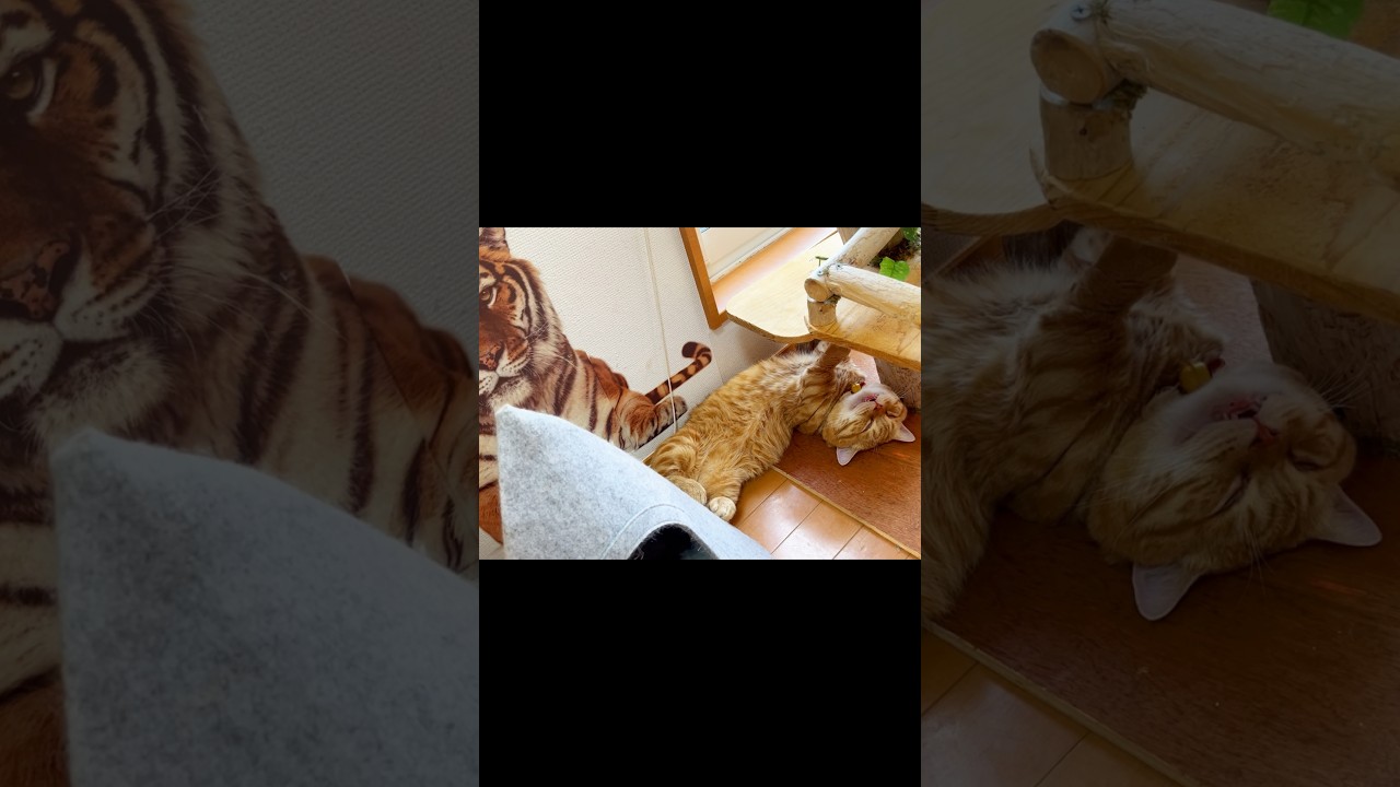 虎の前で気絶した #被害者役の猫 #マンチカン #shorts