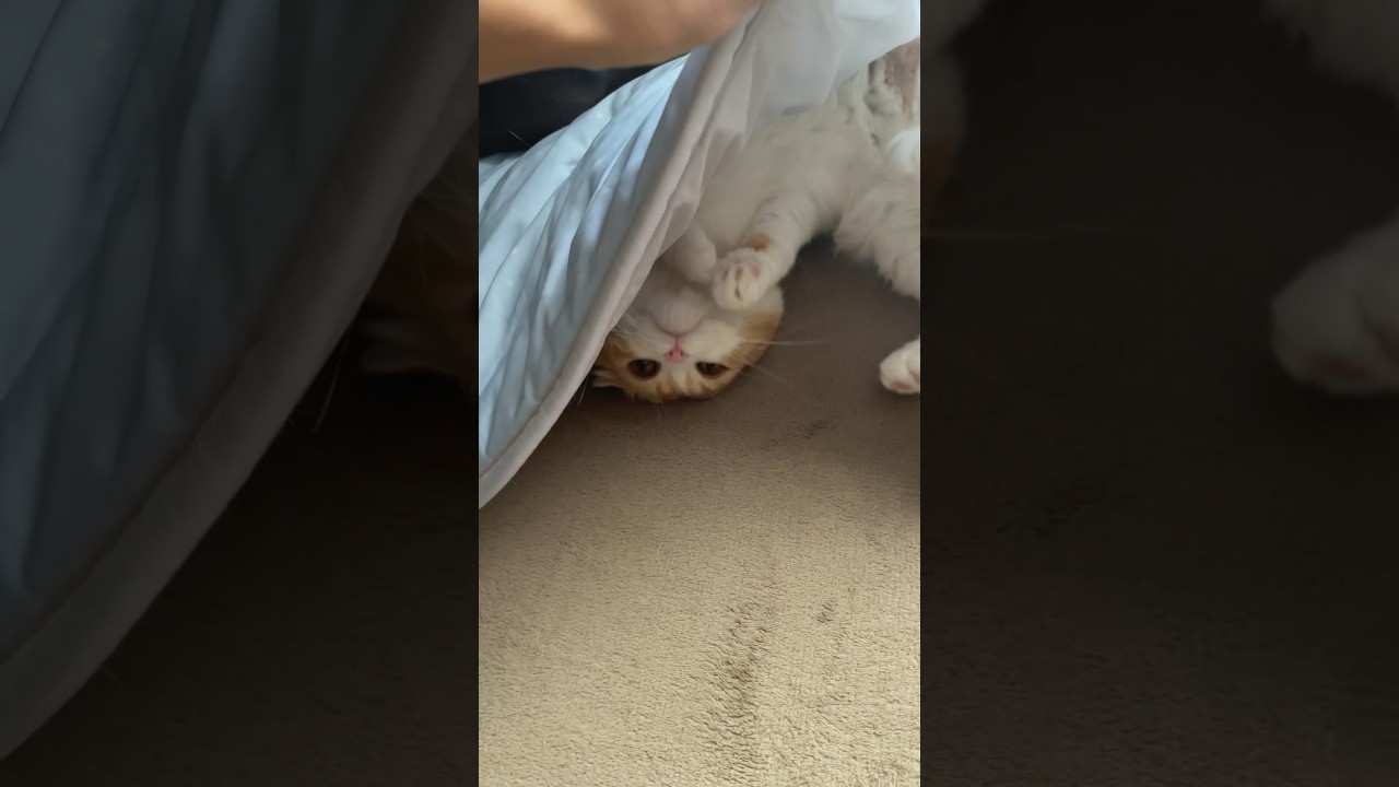 こんなとこに隠れてた #スコティッシュ #cat #スコティッシュフォールド #猫 #shorts