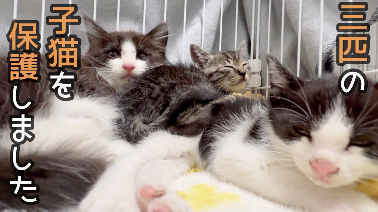 【救出】人間に命を奪われそうになっていた子猫を保護しました。