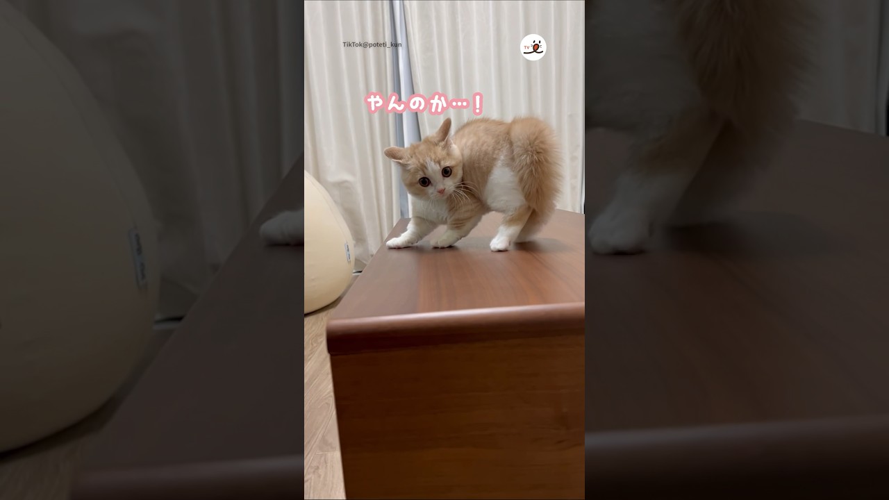 子猫さん許してください…｜PECO #マンチカン #子猫 #愛猫家 #子猫のいる生活 #munchkin #kitten #catlover #kittenlife