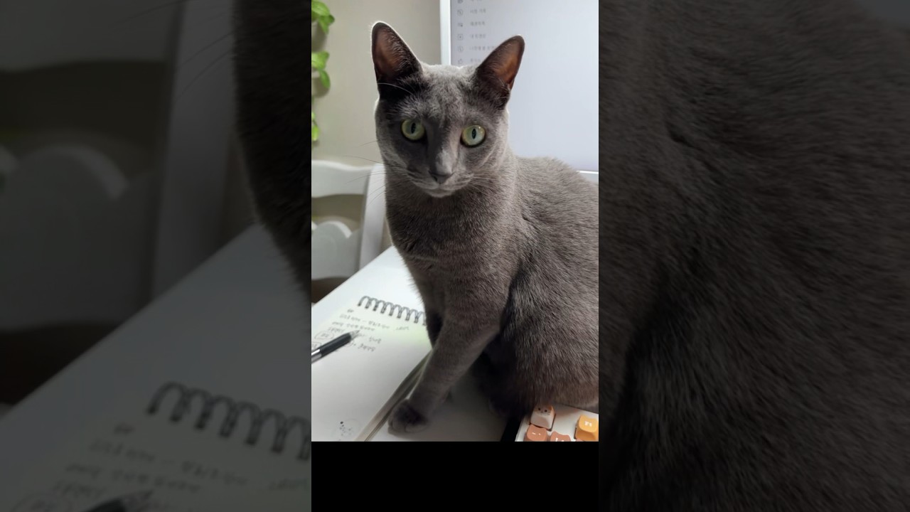 정면 맞다이 뜨는 고양이 하지만?