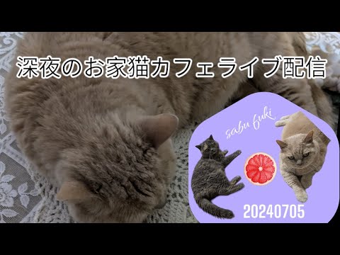 深夜のお家猫カフェライブ配信　１０５