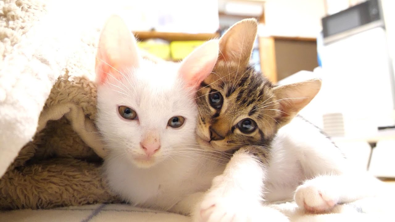 卒業2日前の子猫達。仲良くソファーでお昼寝タイム【赤ちゃん猫　保護猫】
