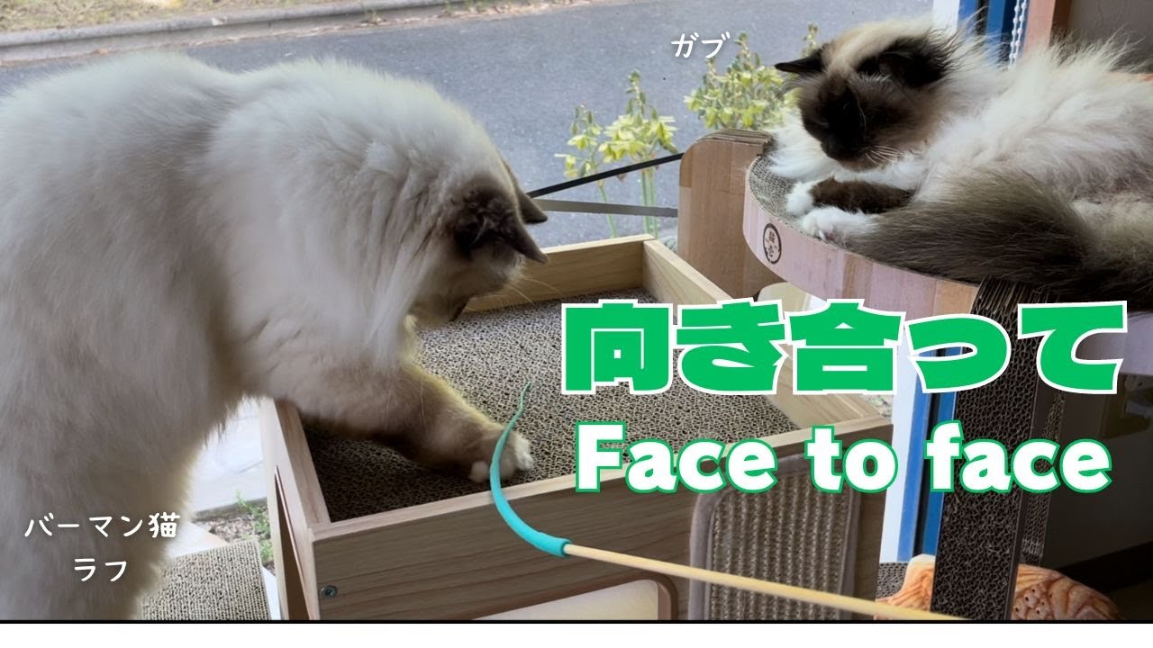 バーマン猫ガブとラフ【向き合って】Face to face（バーマン猫）Birman/Cat