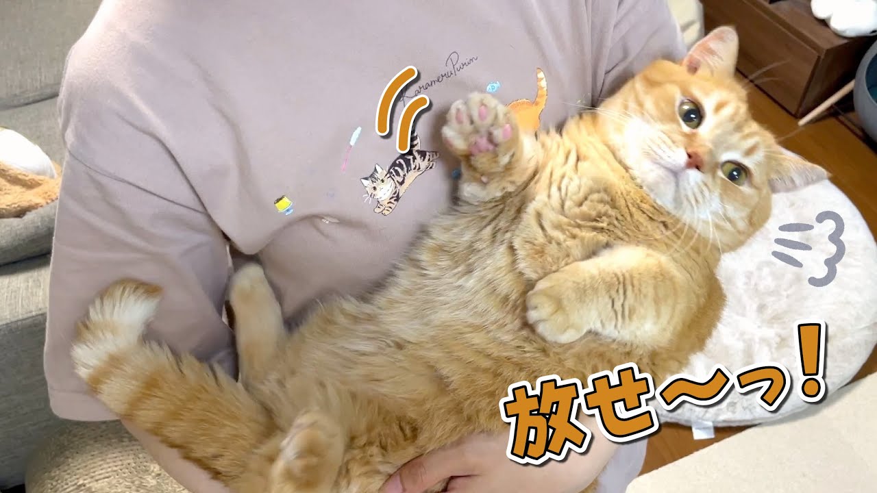 大好きなママに抱っこされるのを全力で拒否する猫…泣