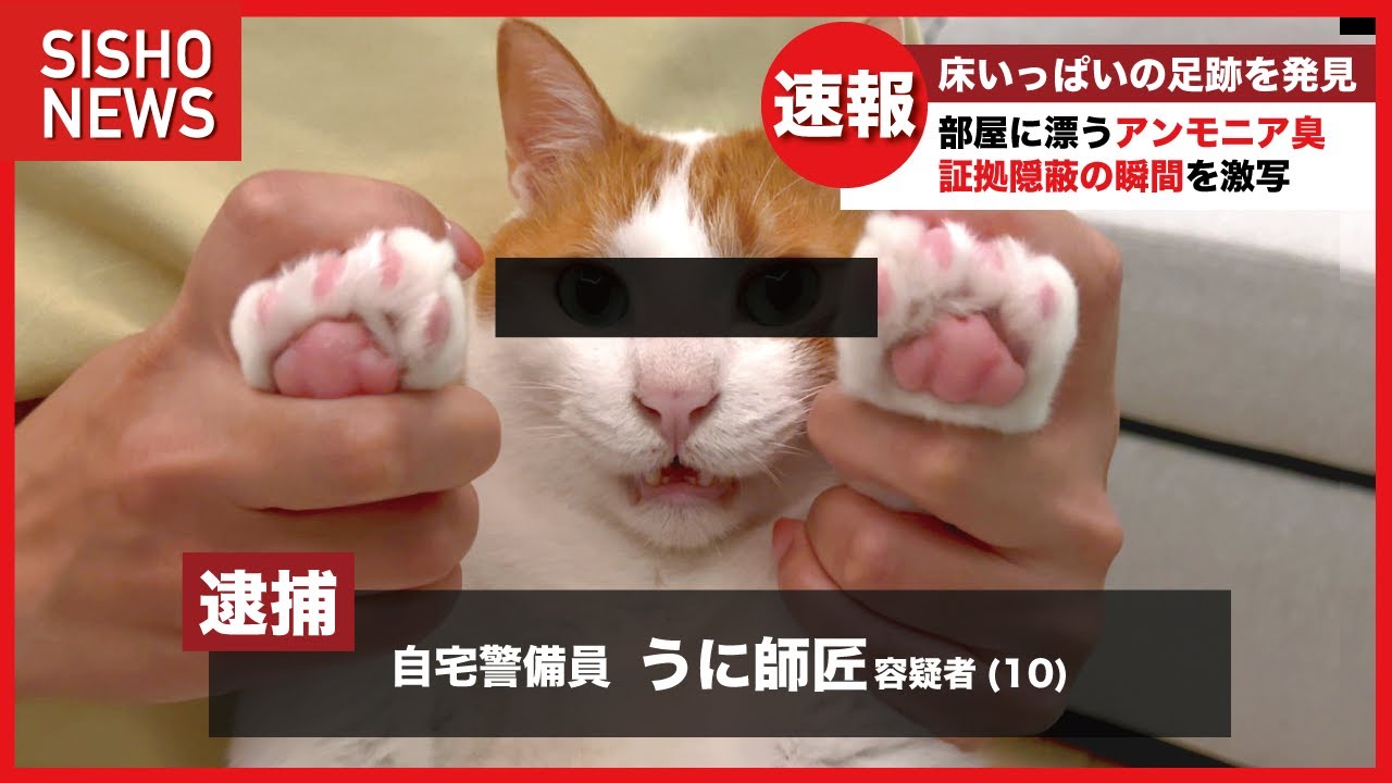 【極悪】おしっこバラまき事件の主犯格を逮捕しました！【関西弁でしゃべる猫】【猫アテレコ】