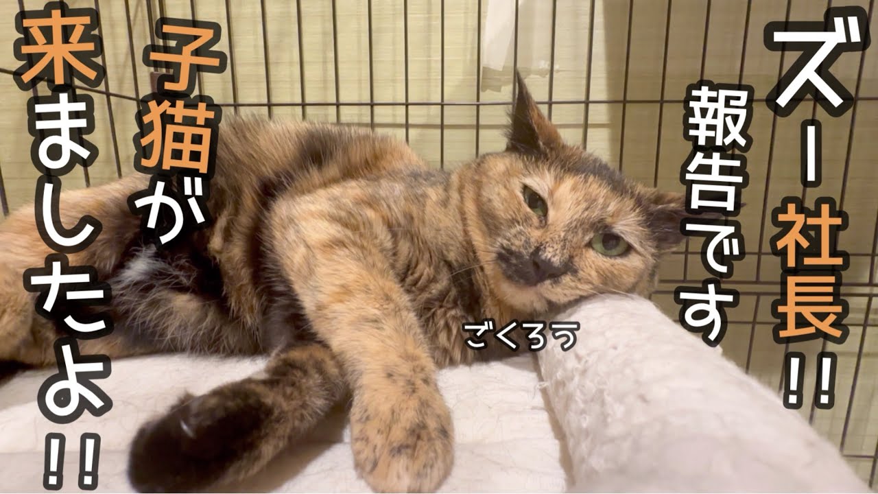 ズー社長に子猫の報告をしたら、めちゃくちゃ怒られました・・・。