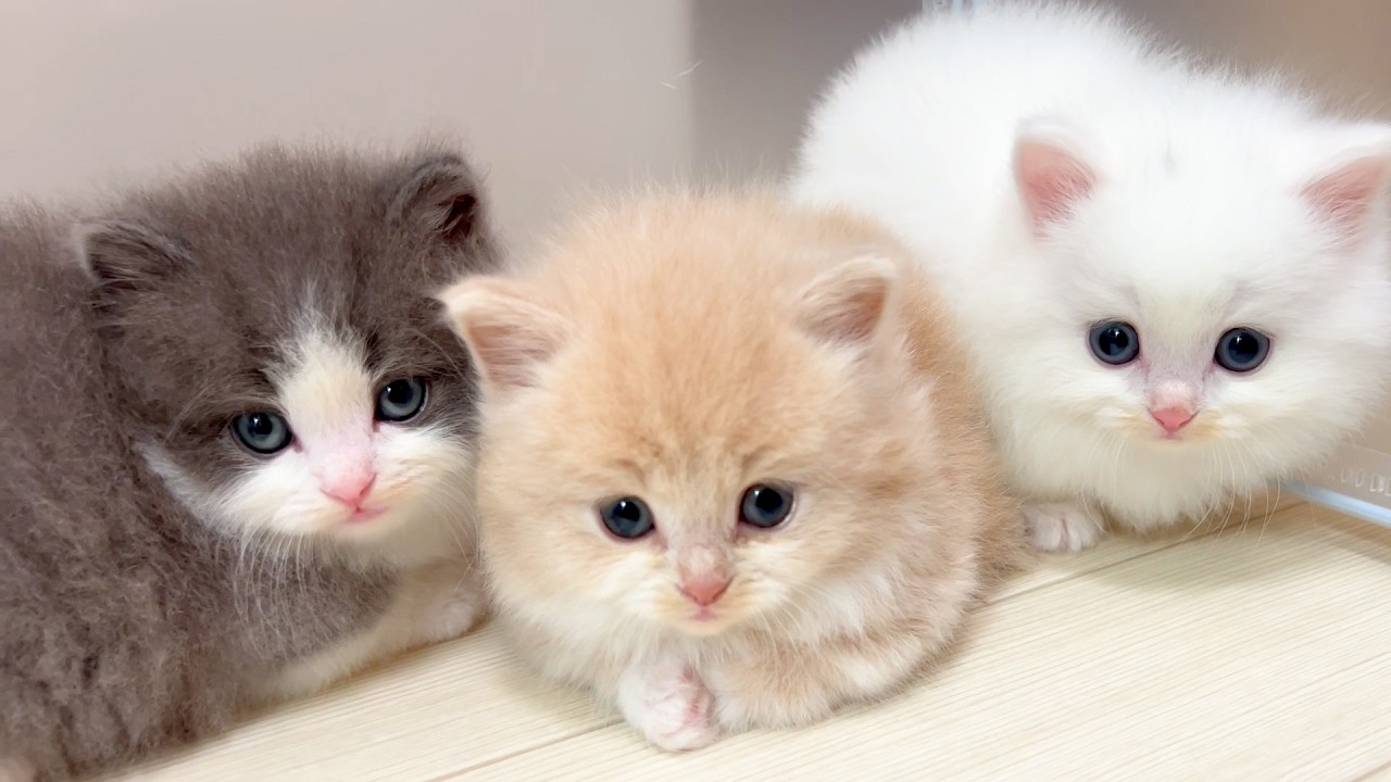 【マンチカンの子猫】眠そうな子猫達にいつものヤツで邪魔してみる件 ～猫のいる生活Vol.983～出産動画 マンチカン短足・ミヌエット・ペルシャ猫専門ブリーダー『ペット蔵人』【子猫の成長記録】