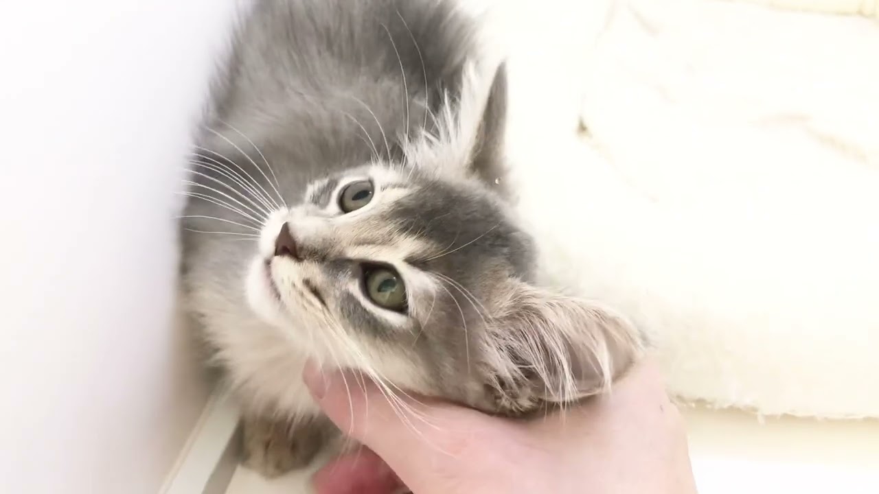 【2024.6.27撮影】ソマリちゃんは甘えん坊