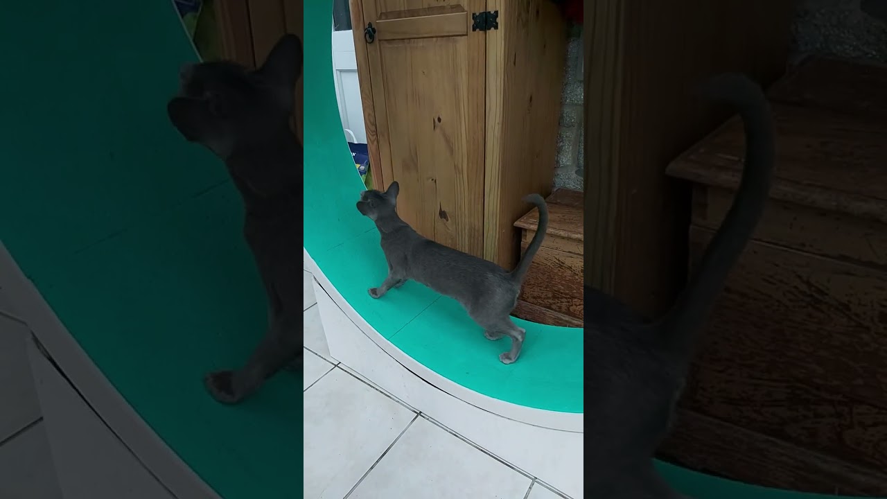 #scarlettdepp #orientalkittens #josie #galina #emerald #dior #leonardo PRETTY ORIENTAL CATS