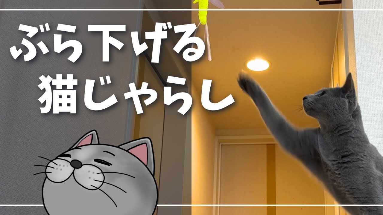 ジャンプしても届かず拗ねる猫がかわいい【ロシアンブルー】猫じゃらし