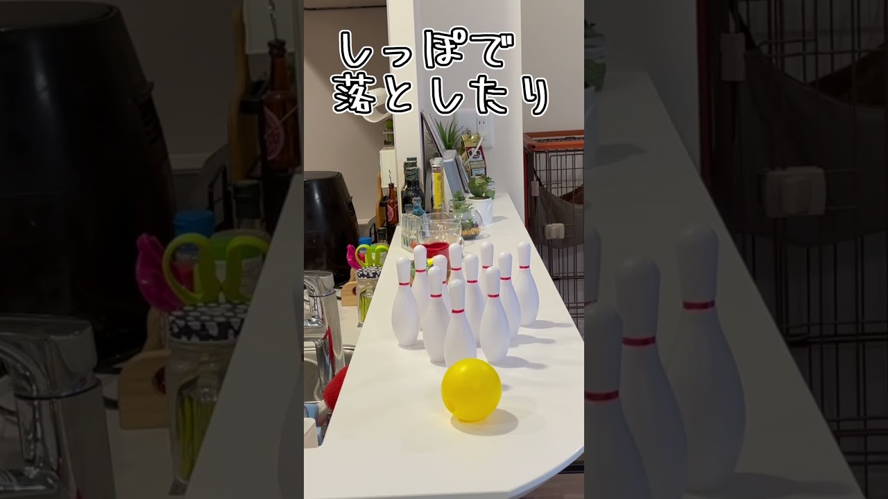 アビシニアンとは その5 #shorts #猫 #アビシニアン
