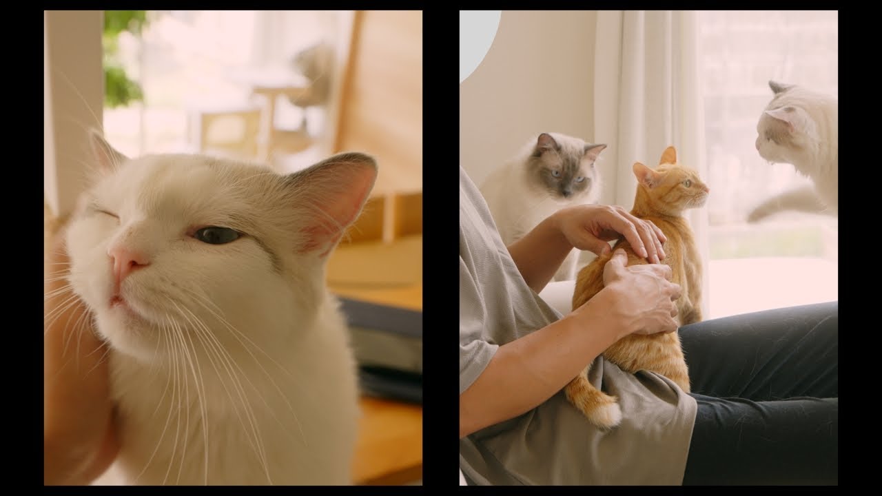 お出迎えしてくれる猫たちが可愛い