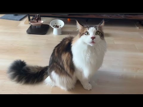 これからこの猫がとびかかってきます【メインクーン】