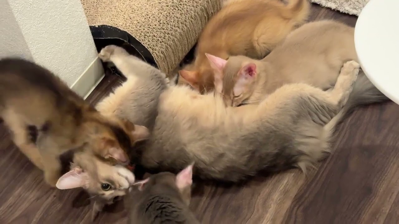 【Somali cat＆cafe&barに行って来ました】授乳しているところを初めてみました♪