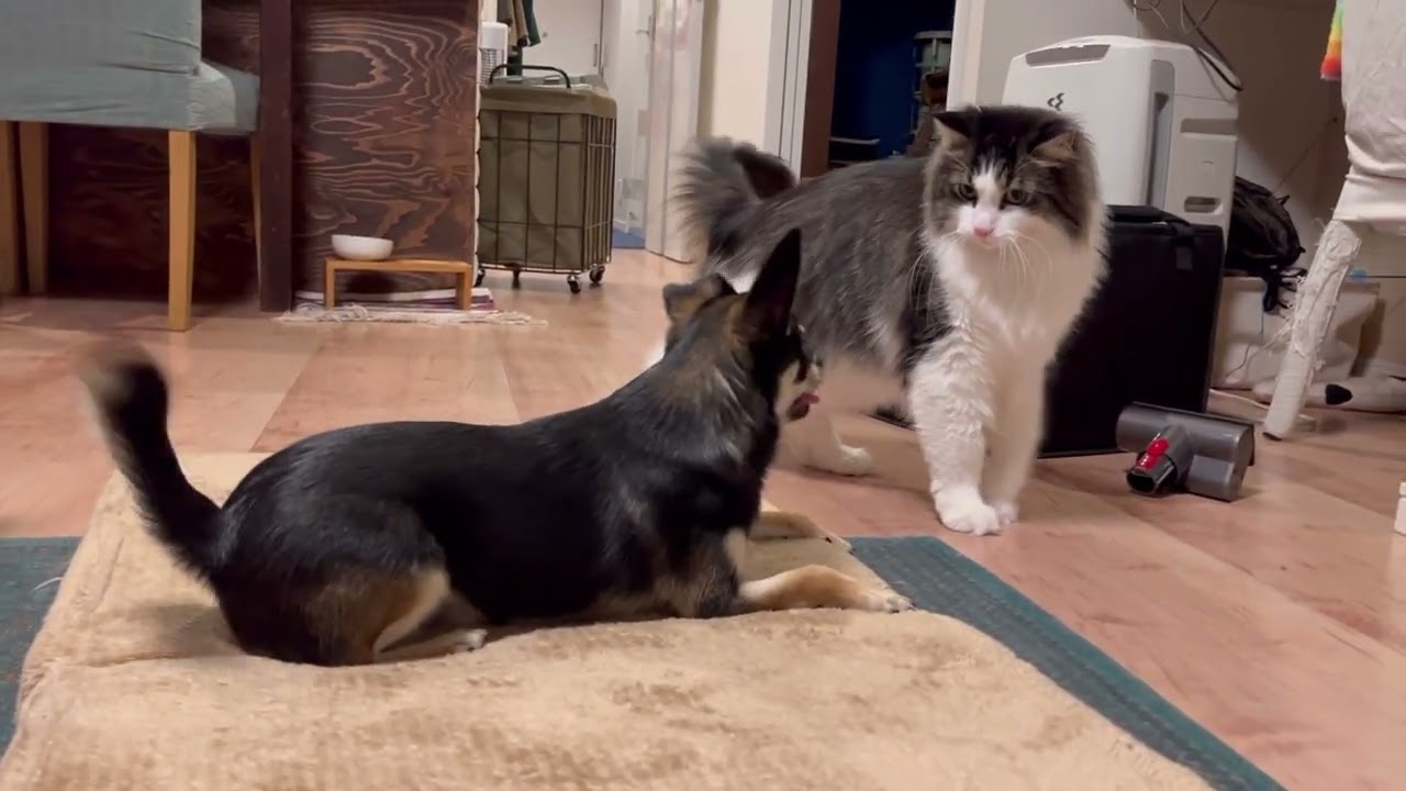 菊太郎 1歳 VS ノルウェージャンフォレストキャット 6歳
