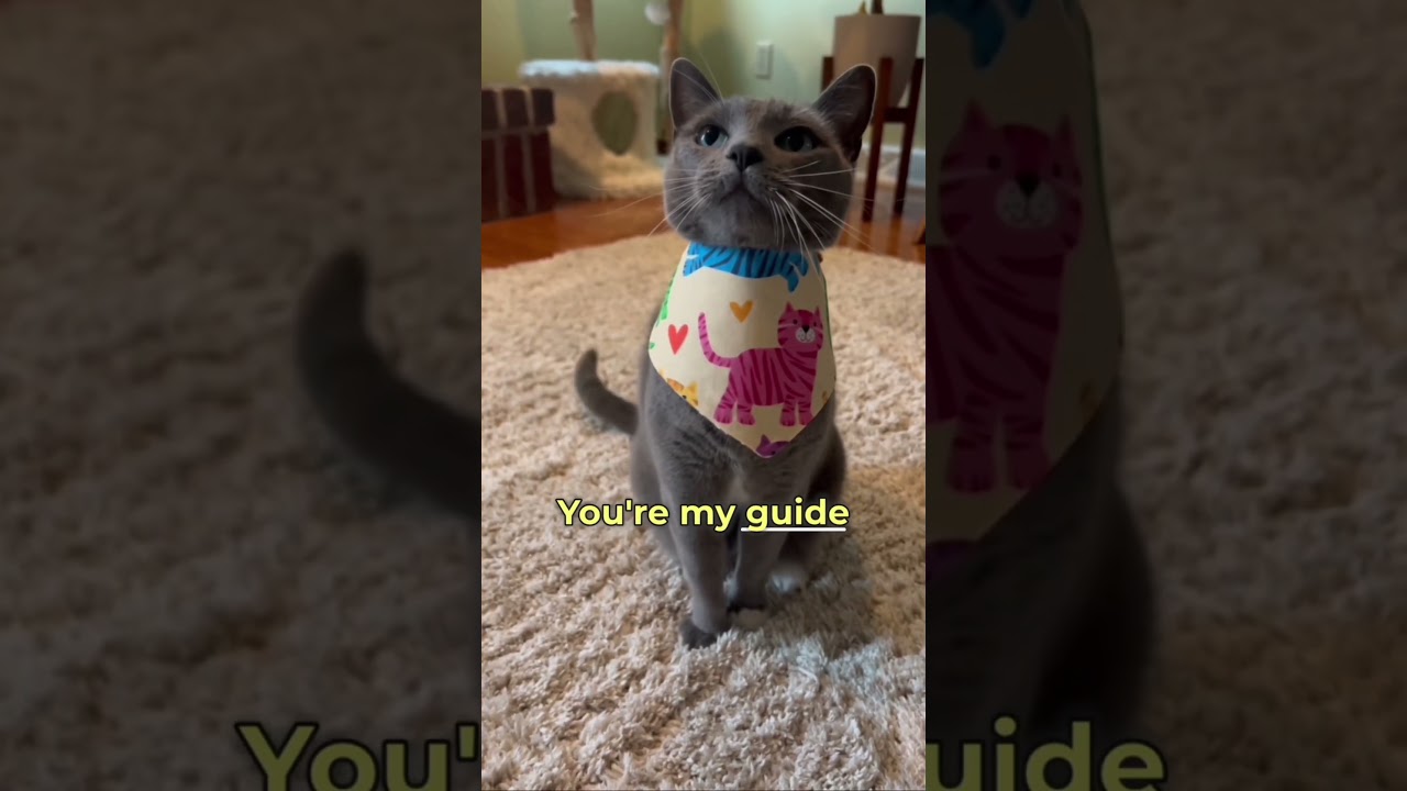 What made you adopt a cat ?