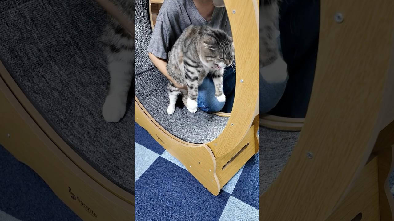 衝動買いしたキャットホイールを何とか使って欲しい飼い主の悲しい末路… #猫