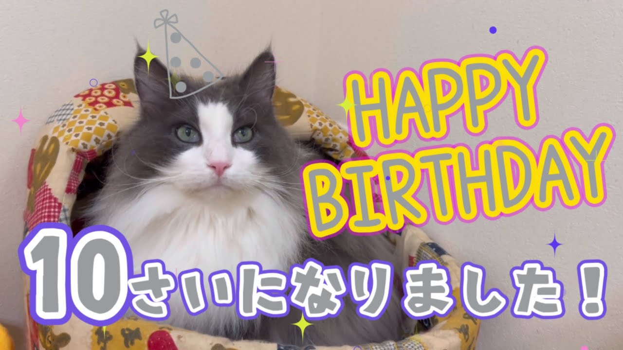 【お誕生日‼︎】ノルウェージャンフォレストキャットのシャールくん、１０さいになりました💖