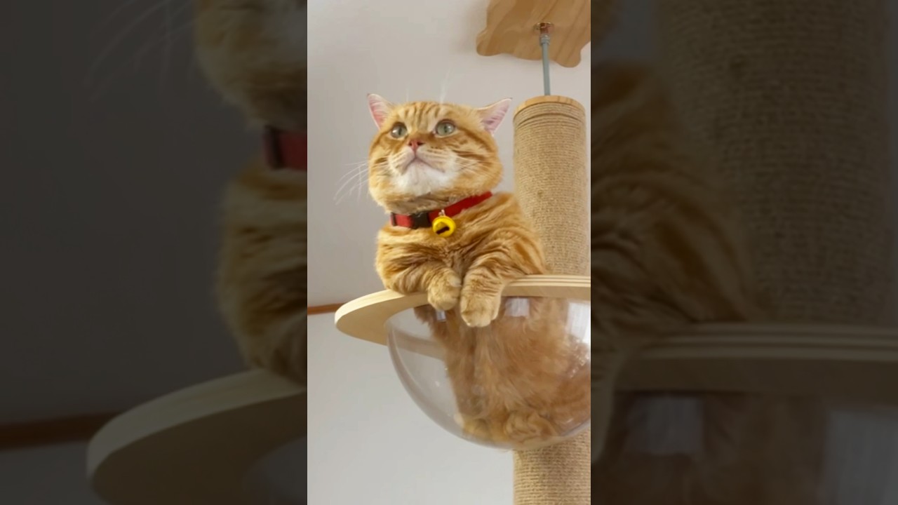 どこかでだれかが #猫 #マンチカン #shorts
